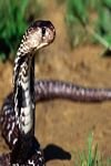 pic for Indian Cobra 320x480
